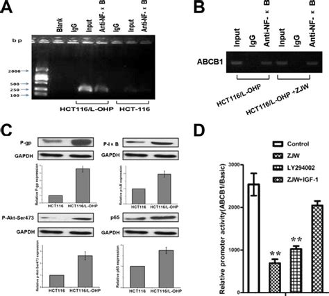 Zuo Jin Wan Reverses P Gp Mediated Drug Resistance By Inhibiting