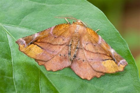 Dont Count Out Moths When It Comes To Pollination A Moment Of