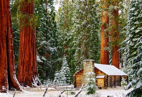 Sequoia Trees in Yosemite - A Magical Experience - Hike Bike Travel