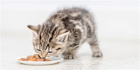 Best Wet Kitten Food In 2024 Wamiz Guide