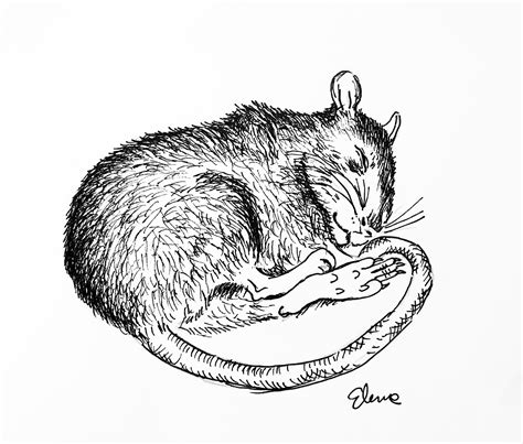 Sleeping Rat – Have Watercolors Will Travel