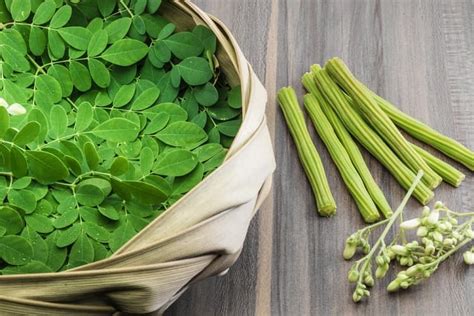 सहजन मोरिंगा के फायदे गुण लाभ और नुकसान Drumstick Moringa Sahjan Benefits And Side