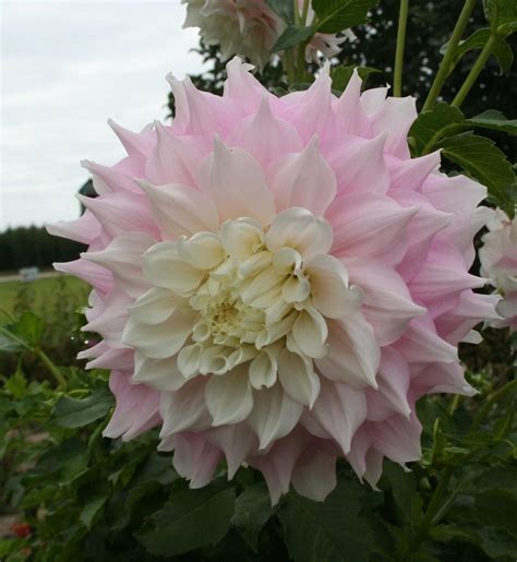 Photo Of The Bloom Of Dahlia Gitts Perfection Posted By 4susiesjoy