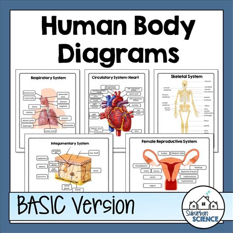 Human Body Systems Diagrams - Suburban Science