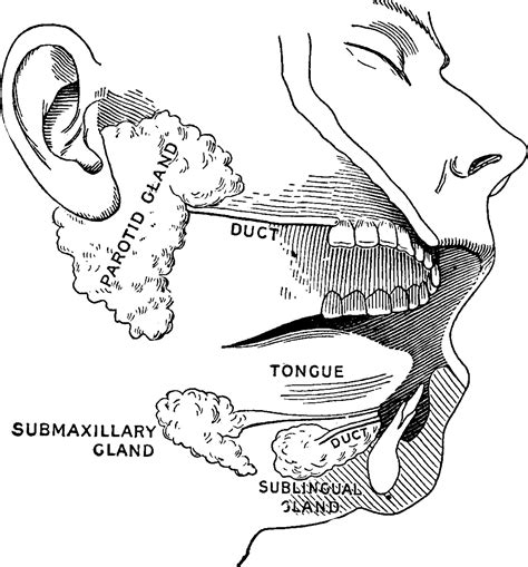 Salivary Glands Vintage Illustration Vector Art At Vecteezy