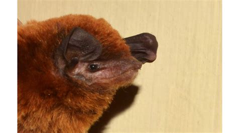 OU Scientist discover new species of Bat | INDToday