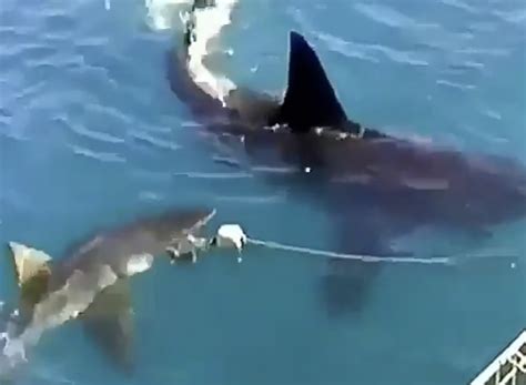 Video Of 10 And 16 Feet Great White Sharks Feeding Near A Boat