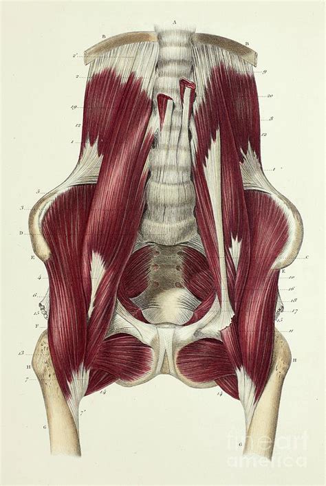 Lumbar Abdominal Muscles Photograph By Science Photo Library The Best