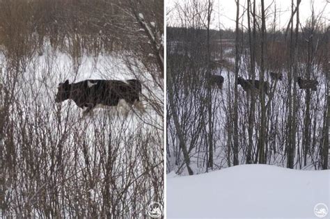 Back to nature, wild cows in exclusion zone in Ukraine | Nieuwsbericht ...