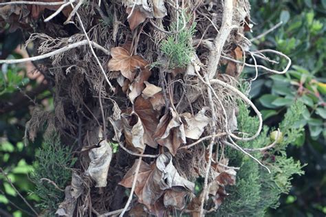 Free Images Tree Branch Leaf Flower Trunk Flora Bird Nest