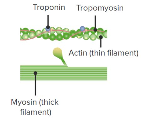 46+ Actin Myosin Diagram - SherleneClair