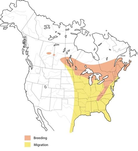 Blackburnian Warbler Range Map All About Birds Cornell Lab Of