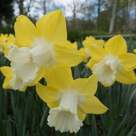 Giant Trumpet Daffodil Teal | K. van Bourgondien