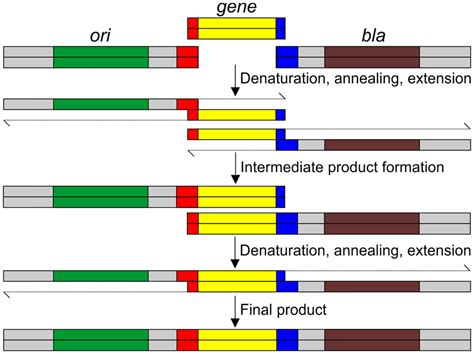 Schematic Representation Of Overlapping PCR Methodology Overlapping