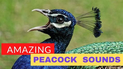 Peacock Sound Noises Voice Of Peacock Call Peacock Dance 🦚