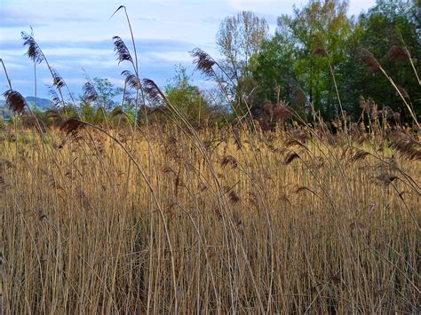 Reeds On The Shore Reeds And Other Aquatic Plants On The S Flickr