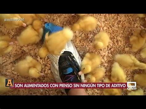 Descubre las mejores granjas de patos en España guía completa para los