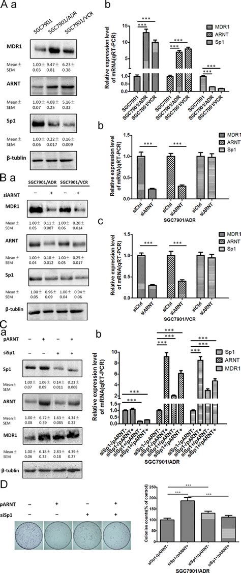 Arntmdr Pathway Mediated The Drug Resistance Phenotype Gastric