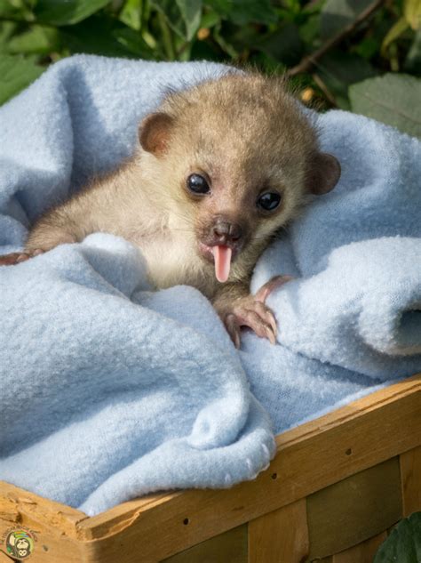 Orphaned Kinkajou Found Alone, Only A Few Days Old – Toucan Rescue Ranch