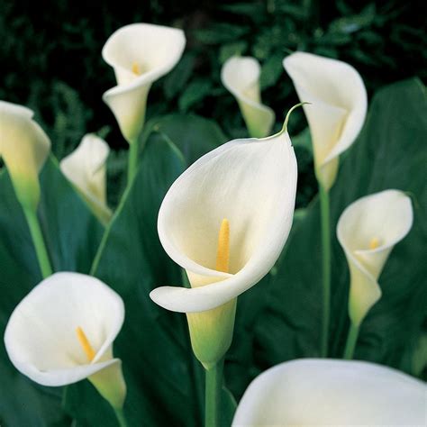 Van Zyverden Calla Bulbs Aethiopica Set Of 5 21425 The Home Depot