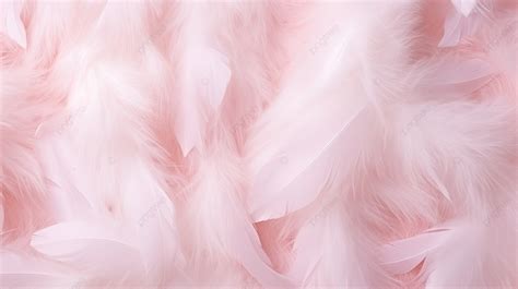 Soft White Plumes On A Blush Colored Textured Background Black