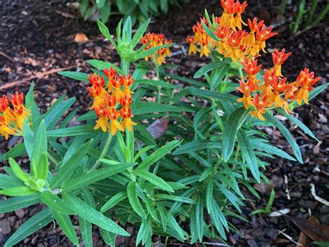 Florida Wildflowers: Butterfly Weed | Gardening in the Panhandle