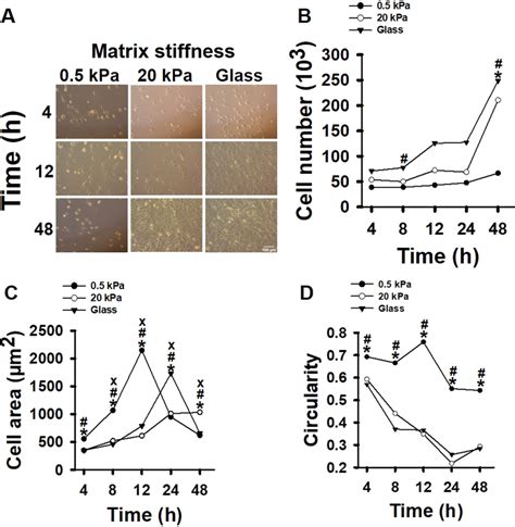 Effect Of Matrix Stiffness On Myoblast Morphology A Microscopic Images