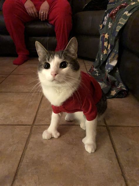 Cats Wearing Pajamas