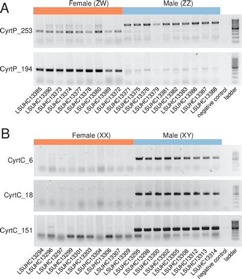 Figure 1 From Sex Chromosome Turnover In Bent Toed Geckos Cyrtodactylus Semantic Scholar