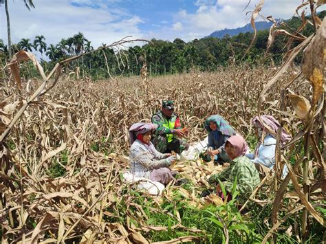 Babinsa Bantu Panen Jagung Sukseskan Ketahanan Pangan