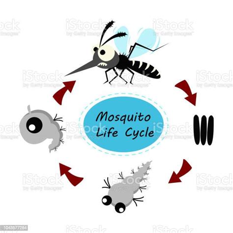 Ilustración De Concepto De Ciclo De Vida Del Mosquito Ilustración De Vector Y Más Vectores