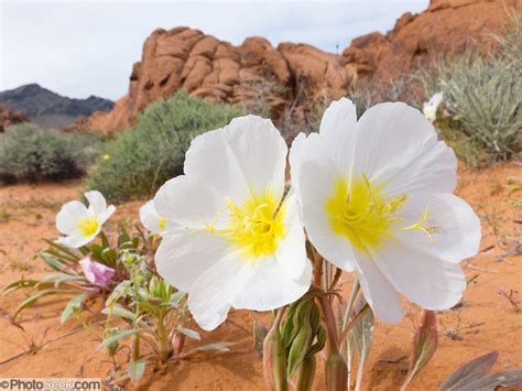 The Desert Primrose Or Dune Evening Primrose Oenothera Deltoides