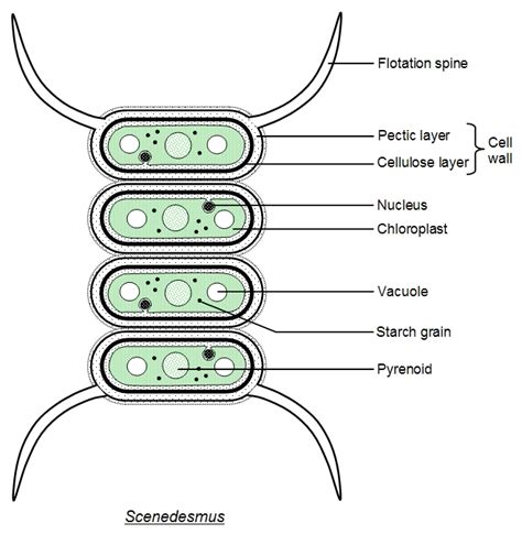 Anabaena Labeled Diagram - Wiring Diagram Pictures