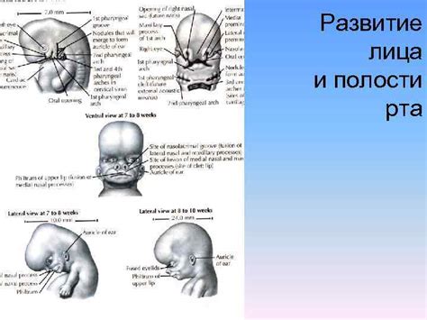 АНАТОМИЯ ПОЛОСТИ РТА Лекция чл корр РАЕ проф