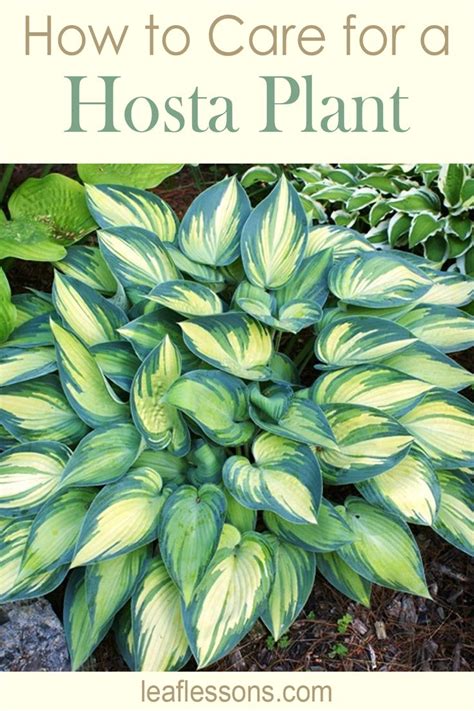 How To Care For Hosta Plant In Hostas Shade Garden Design