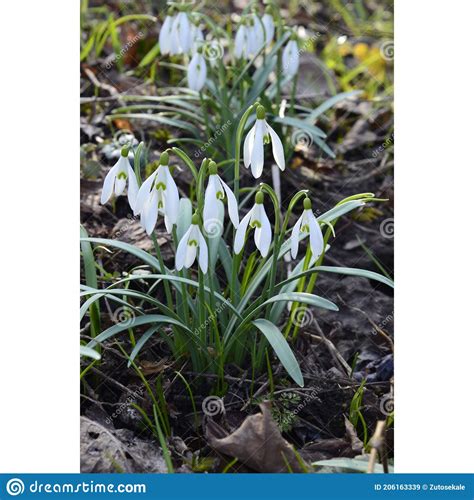 Snowdrop Or Common Snowdrop Galanthus Nivalis Flowers Stock Image