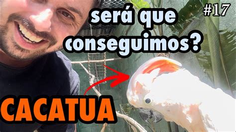 Juntar cacatuas uma tarefa DIFÍCIL para essas aves Ep 017 YouTube