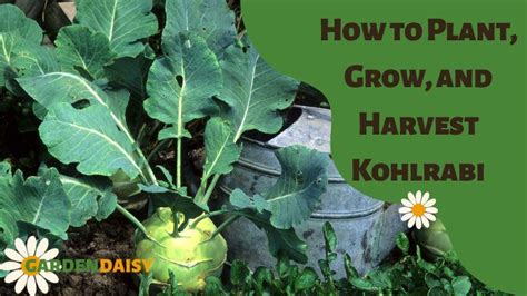 How To Plant Grow And Harvest Kohlrabi Garden Daisy