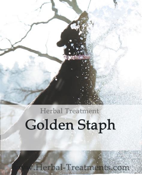 Golden Staph Herbal Tonic for Dogs - Avnayt & Waltham's HOLISTIC ...