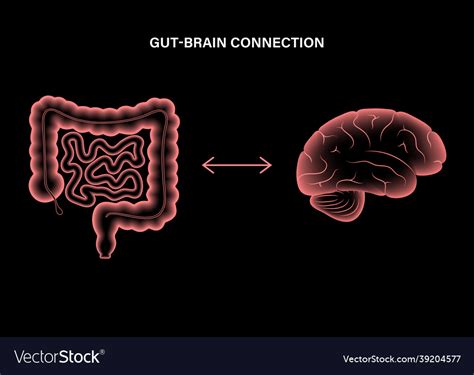 Gut Brain 3d Royalty Free Vector Image Vectorstock