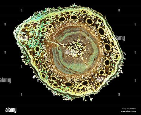 Sezione Trasversale Tagliata Fetta Di Stelo Vegetale Al Microscopio