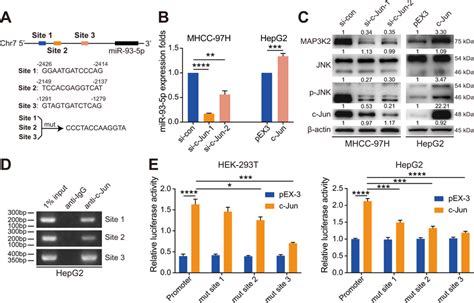 Transcription Factor C Jun Directly Improves Mir P Transcription By