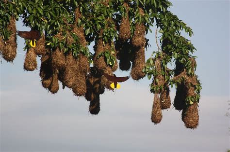 Hierdie voëlneste laat jou vakansiehuis soos n gat in grond lyk