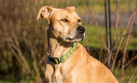 The Labrabull: Labrador Retriever x American Pit Bull Terrier Mix