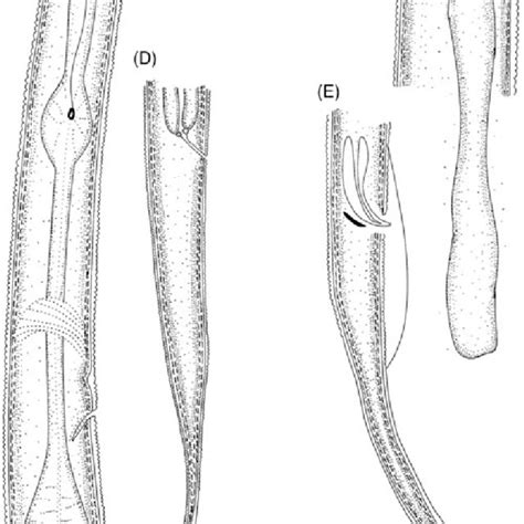 Pdf Morphological And Molecular Characters Of Three Ditylenchus