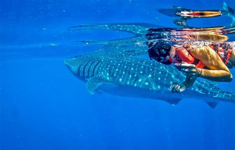 Nager Avec Les Requins Baleines Au Mexique Excursions Riviera Maya