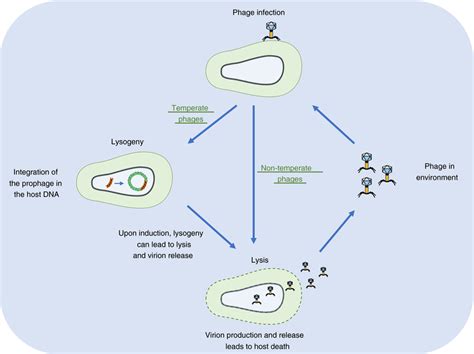 Phage life cycle. Temperate phages are capable of lysogeny, while ...