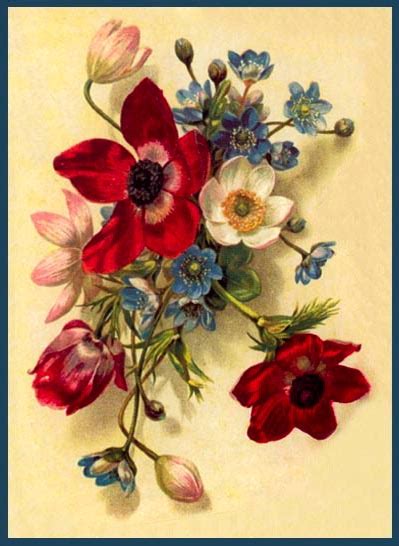 ArtbyJean - Vintage Clip Art: Three gorgeous vintage flower prints ...