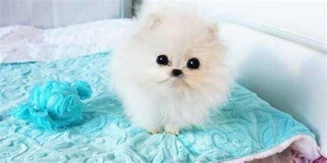 Paris Hilton Has Paid Around £8000 For The Tiniest Pomeranian Ever