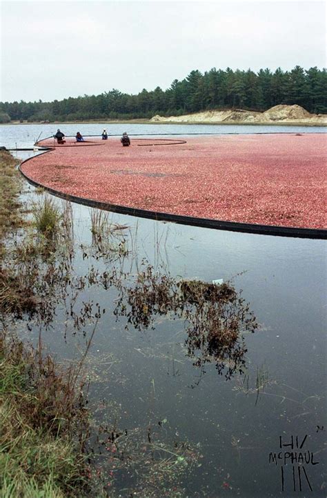 Cranberry Bog: 2013 Taken in Wareham, MA at the Cranberry Harvest ...